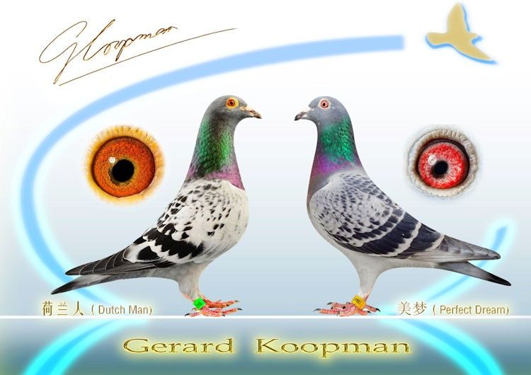 11号 NL10-1109608 纳伯 雄(♂) (荷兰人 X 完美