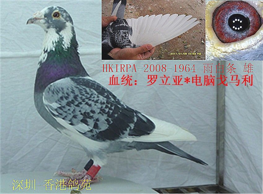 陆续上传深圳-香港鸽苑种鸽