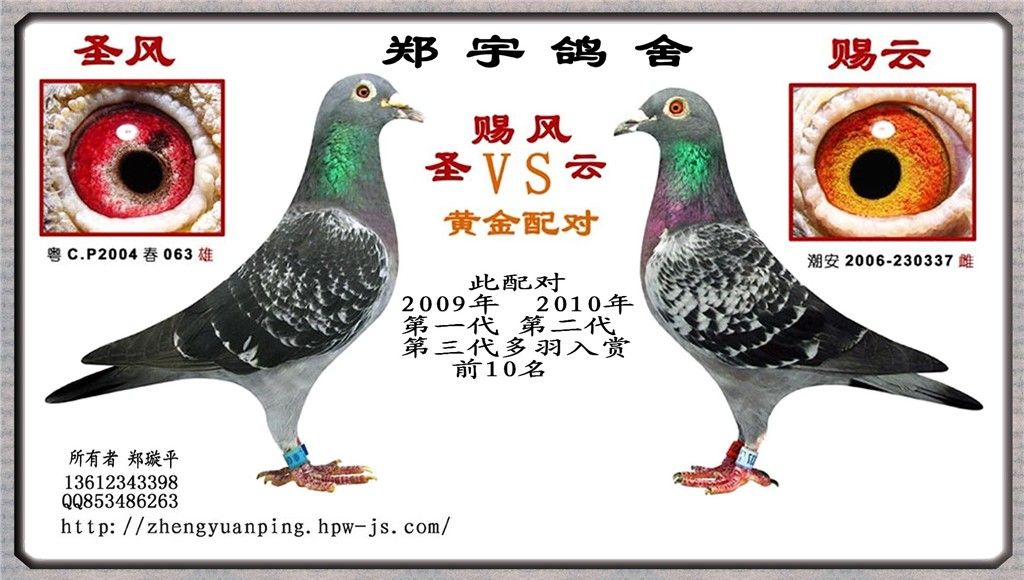 郑宇鸽舍 超级种鸽 圣赐风云