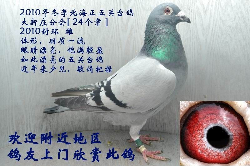 1月2日冬季北海正五关台鸽[ 24个印章 ],敬请关注!