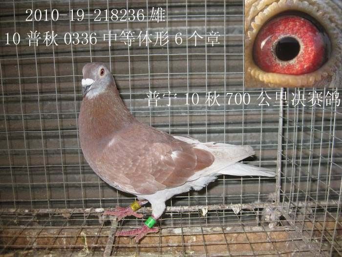 漂亮红石板红鸽
