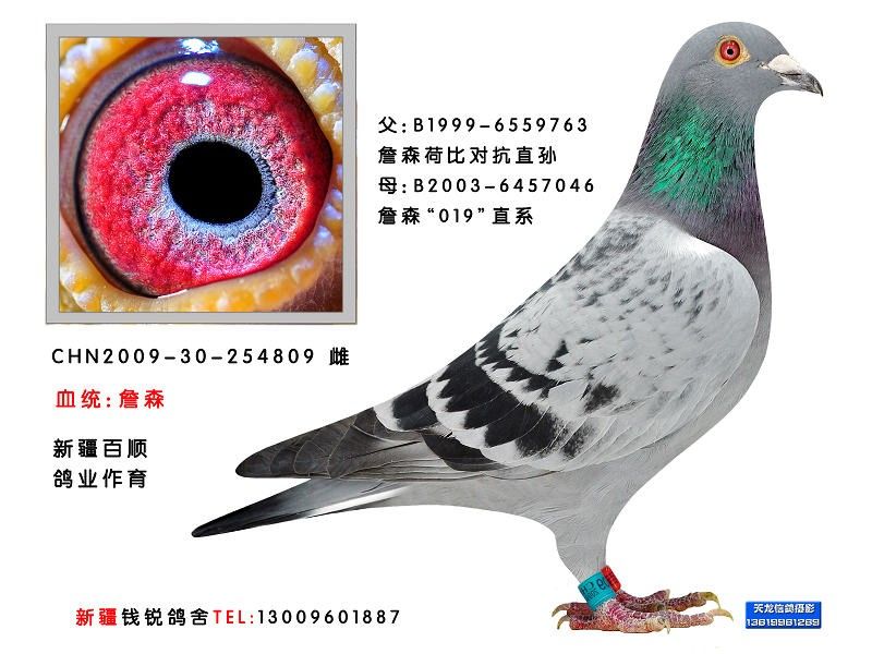詹森考夫曼凡代克新疆钱锐鸽舍部分种鸽