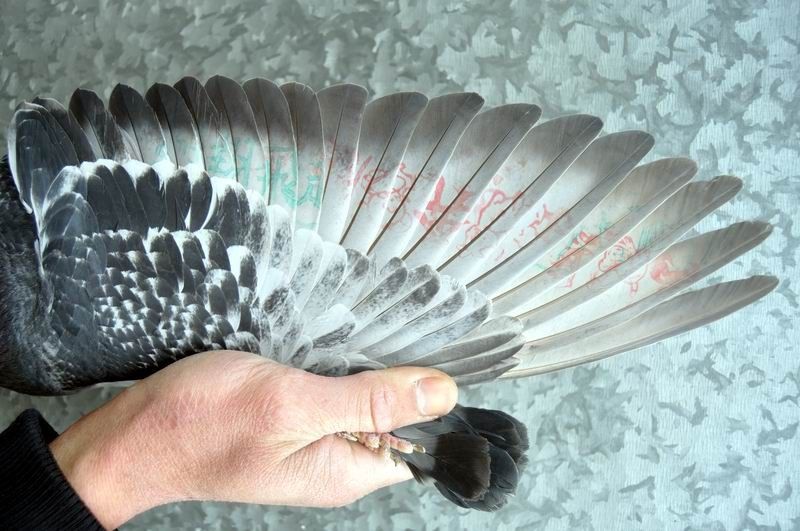 2010北海冬季正五关台鸽[ 20个印章 ],敬请关注!