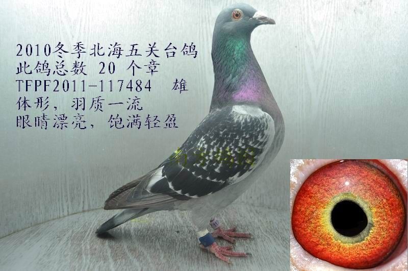 2010北海冬季正五关台鸽[ 20个印章 ],敬请关注!