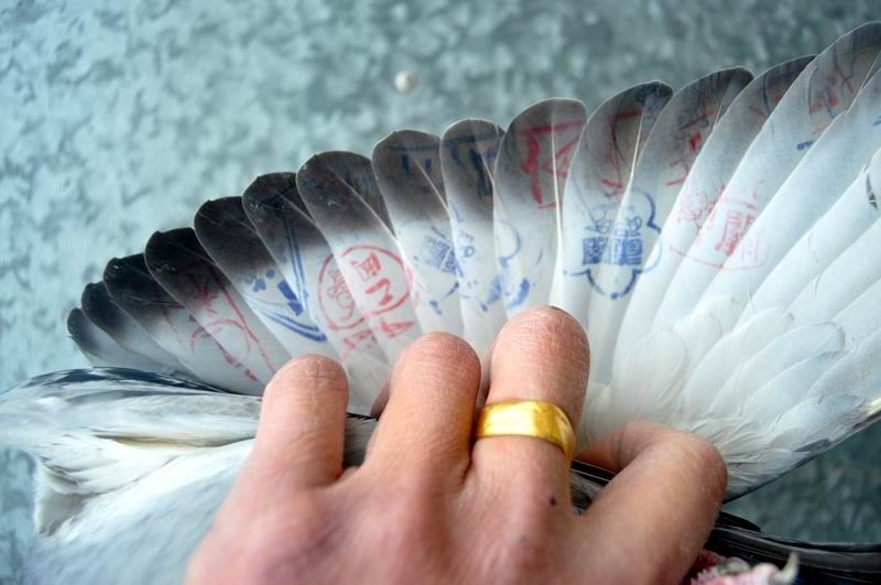 2010北海冬季正五关台鸽[ 20个印章 ],敬请关注!