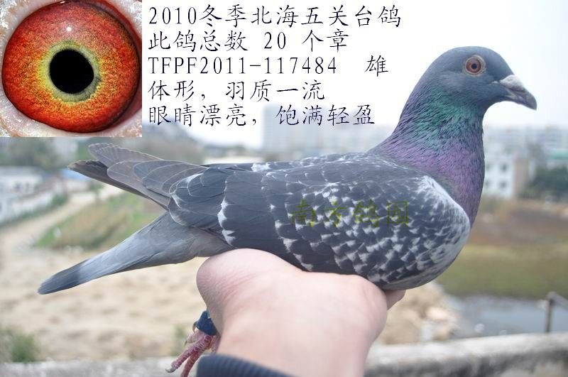 2010北海冬季正五关台鸽[ 20个印章 ],敬请关注!