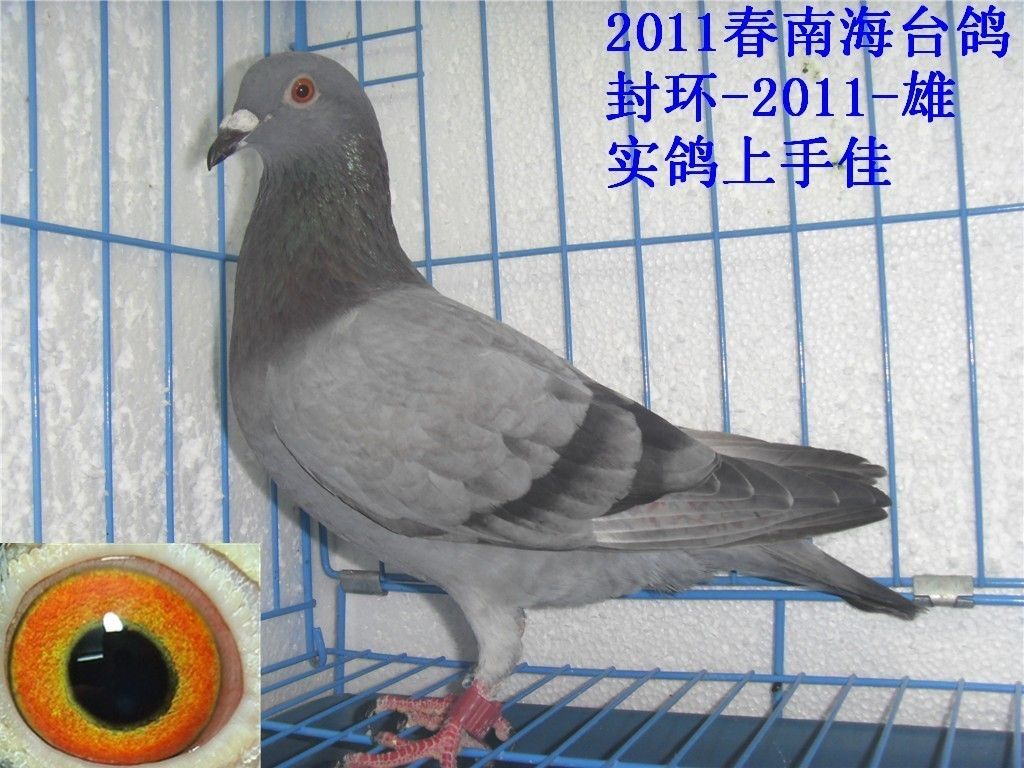 2011春精石板台鸽