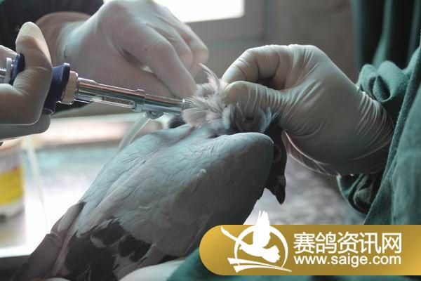 湖北博达赛鸽公棚幼鸽注射疫苗图片_公棚动态