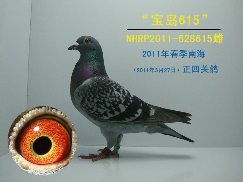 NHRP2011-628615(春季南海四关)_赛鸽资讯网