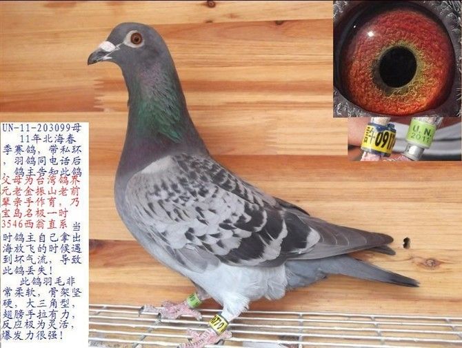 3546西翁