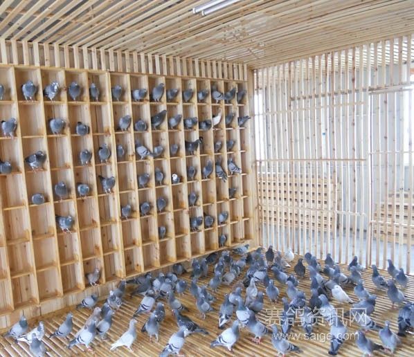 家庭小型鸽舍设计图
