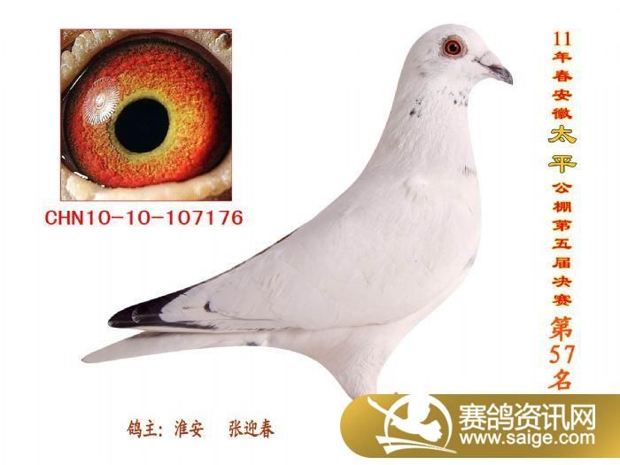 2011年安徽蚌埠太平公棚获奖鸽照片(1-100名