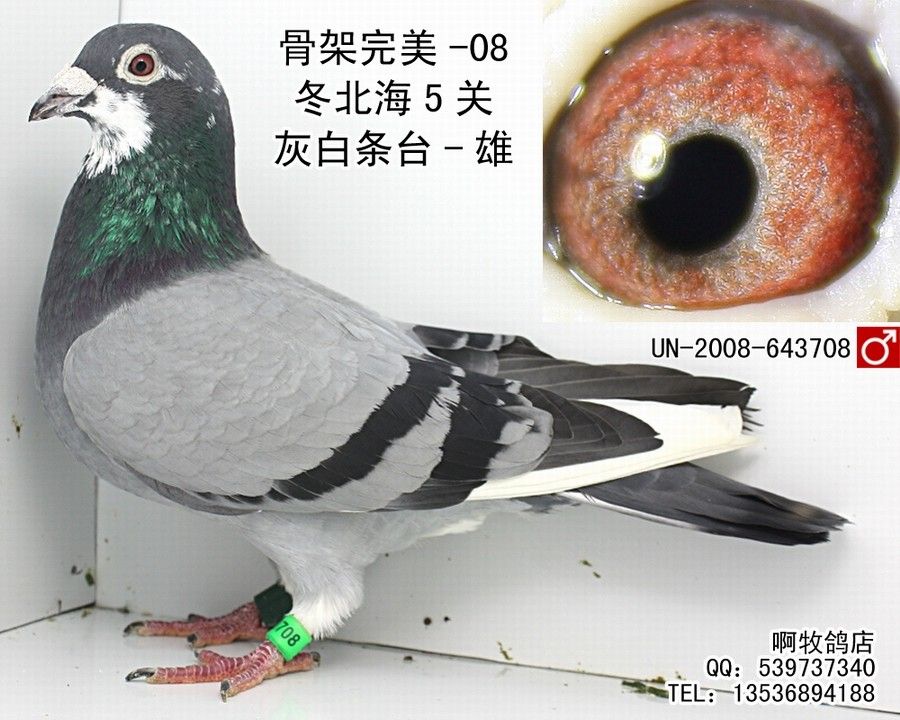 un-08花头白条台--雄