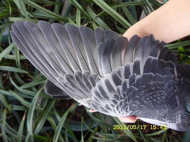 香港名家刘二章(福州鸽友已定)