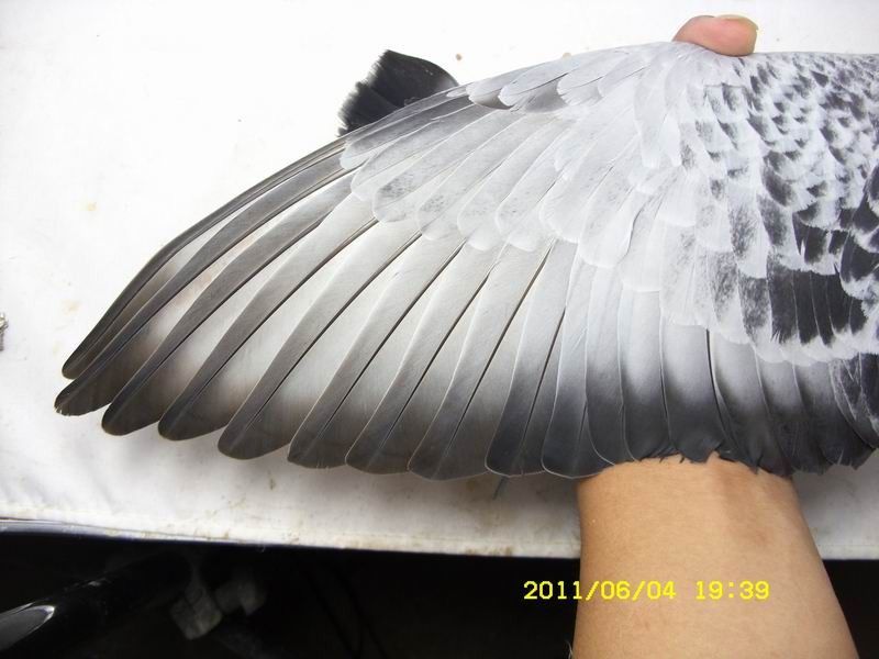 端午节 特价深圳赛鸽[四羽一口价600]_赛鸽资讯