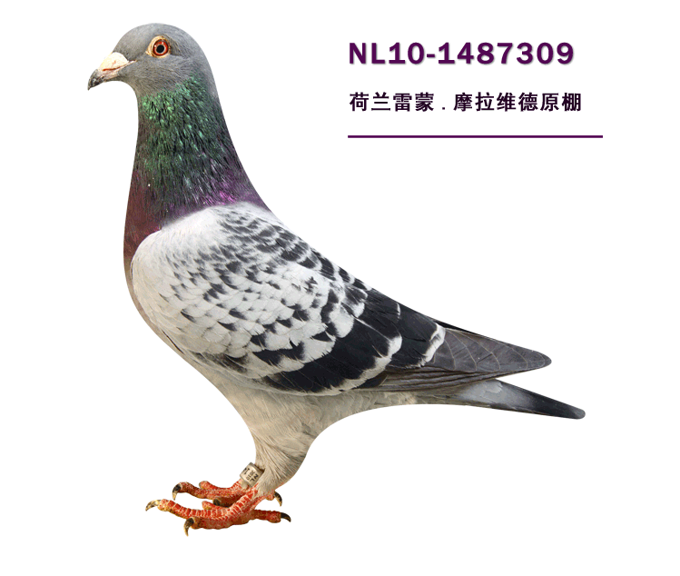 鴿 無標題文件