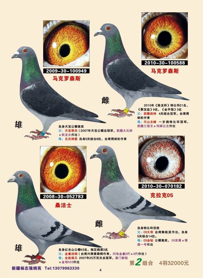 新疆杨志强鸽苑_m12_新疆杨志强鸽苑 - 赛鸽资讯网