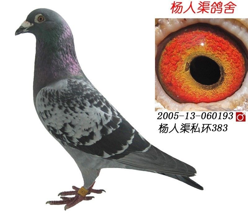 杨人渠鸽舍