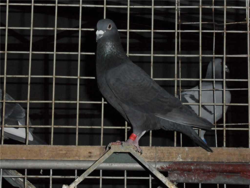 黑鸽子己售_赛鸽资讯网商城