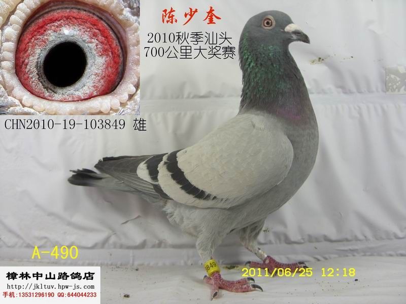 澄海陈少奎香乐嘉龙湖秋季幼鸽已售贵州贵阳