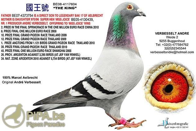 洛萨的省际赛冠军和杰夫.范温克的前名次鸽基础血系