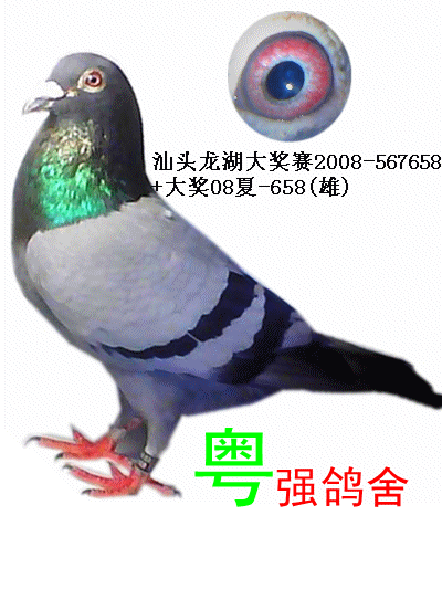 信鸽商城 店铺动态  免责声明:赛鸽资讯网所展示的商品供求信息由买卖