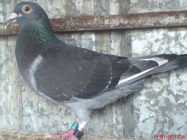 香港名家[刘二章]