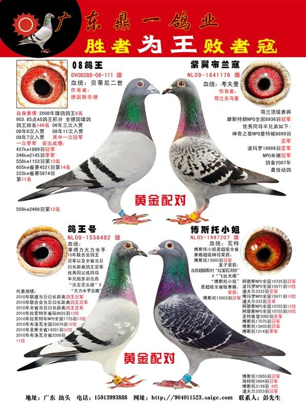 信鸽特征 足环:黄金配对 性别:未知 血统:鼎一鸽业 羽色