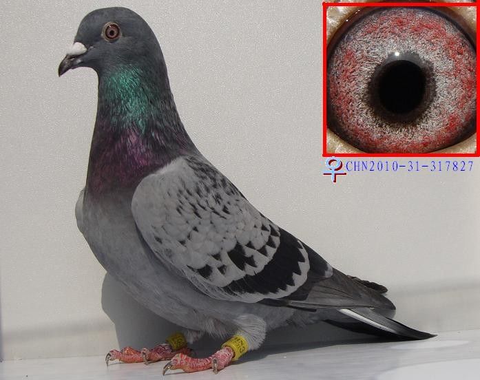 欣赏国鸟---江海灰王