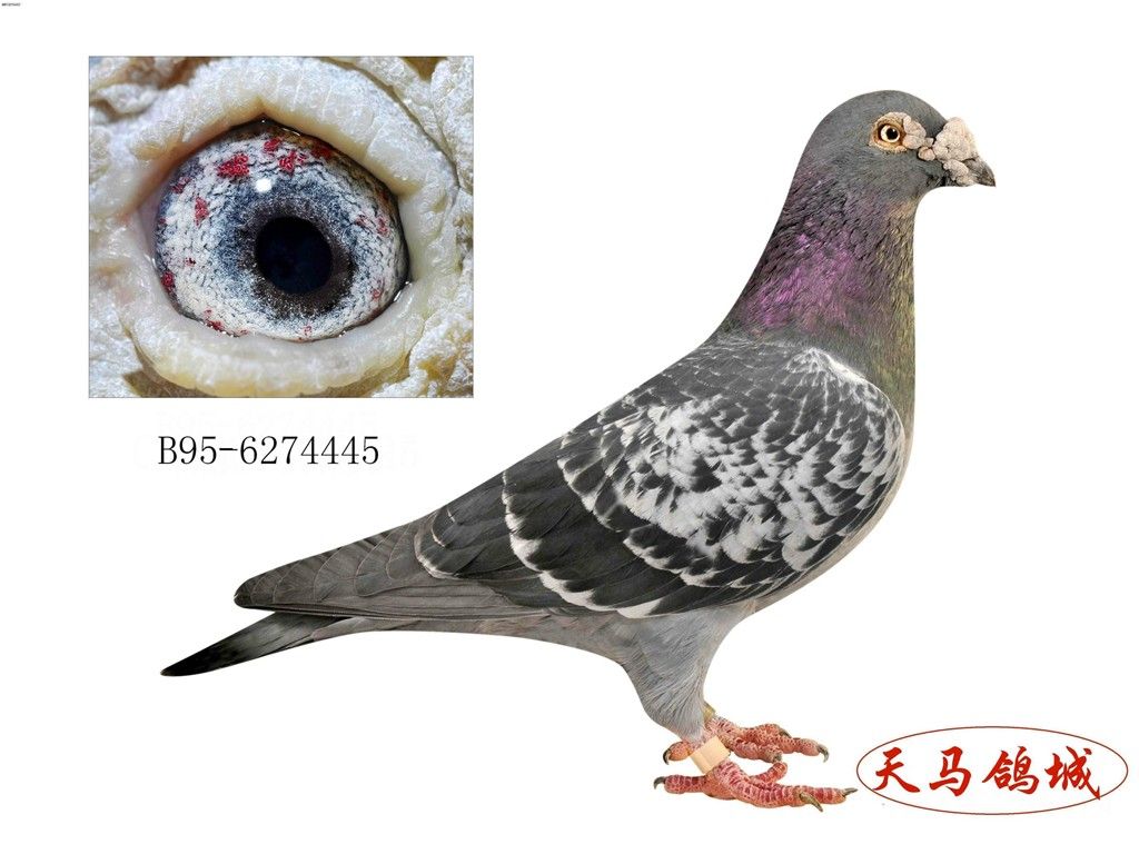 女性名器图片_少妇名器真实图_十大名器蝴蝶鉴赏照 ...