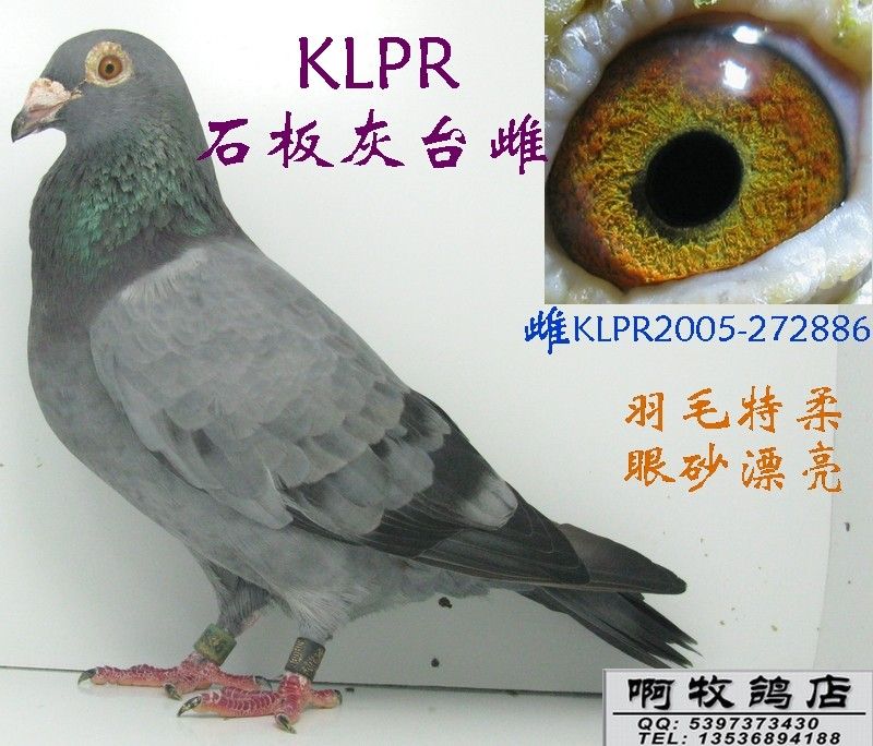 klpr石板灰台雌