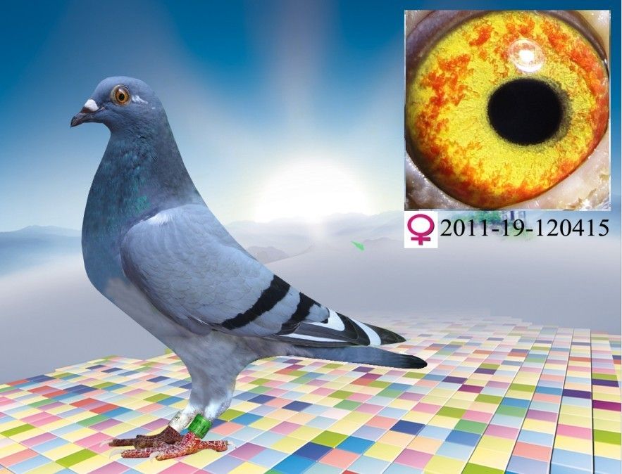 大型赛鸽设计图