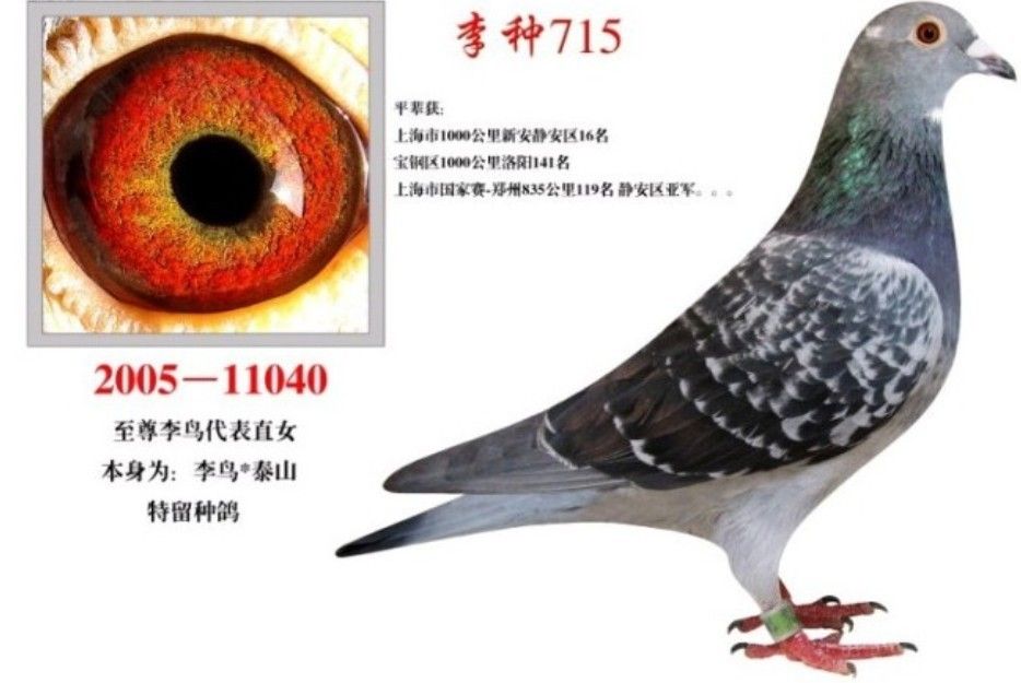 吴淞,李鸟精品国血两只