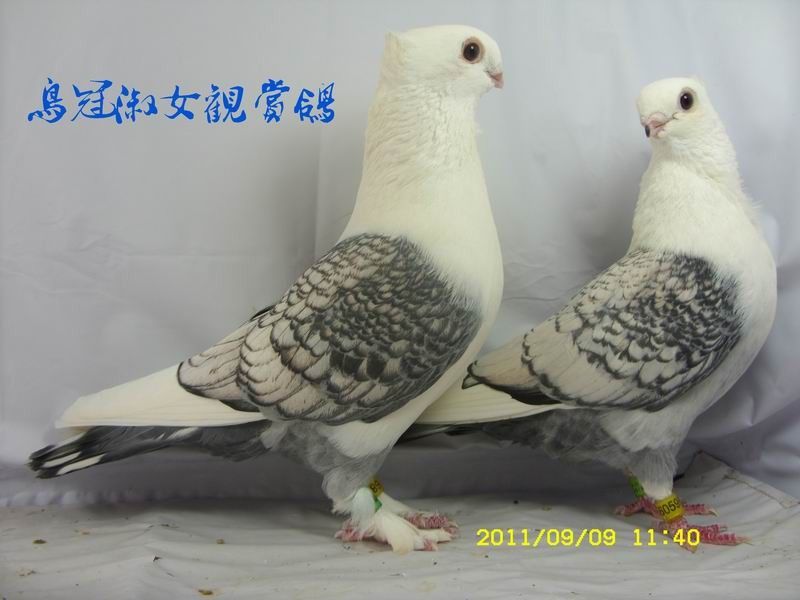 一对鸟冠淑女观赏鸽已售肇庆