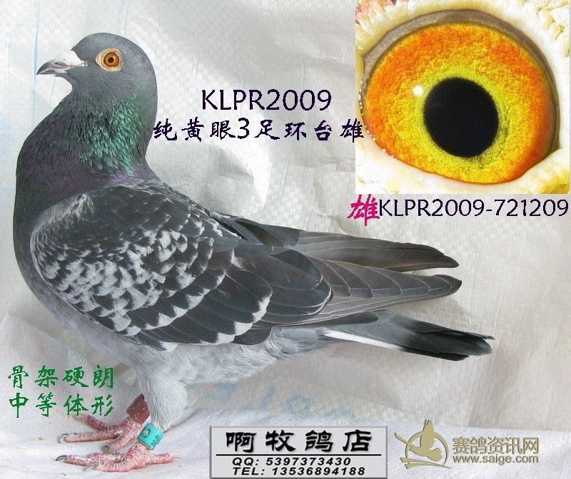 klpr2009纯黄眼台雄(3)