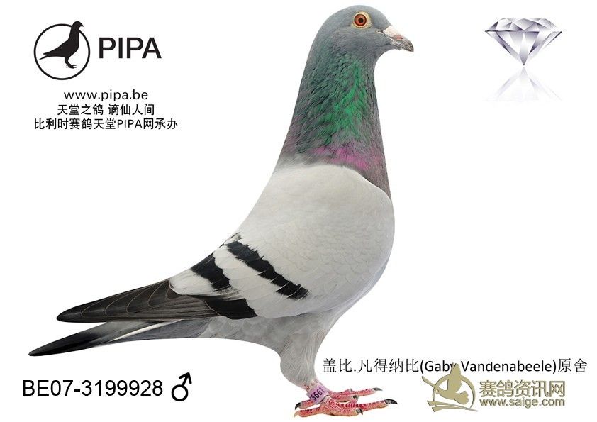 17. BE07-3199928 长距离鸽王直子,雄_赛鸽资讯网商城
