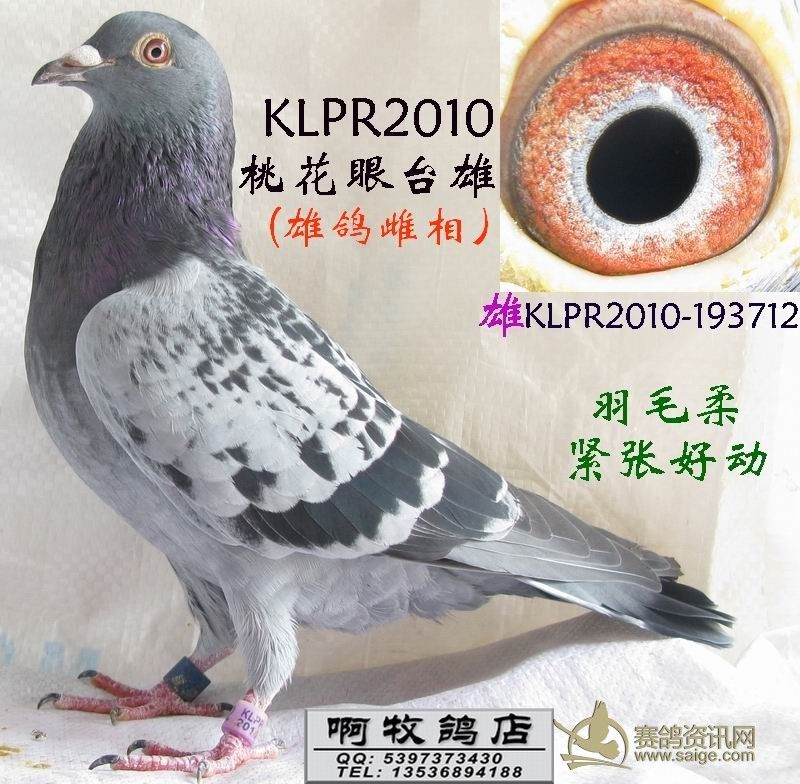 klpr2010桃花台雄雄鸽雌相5