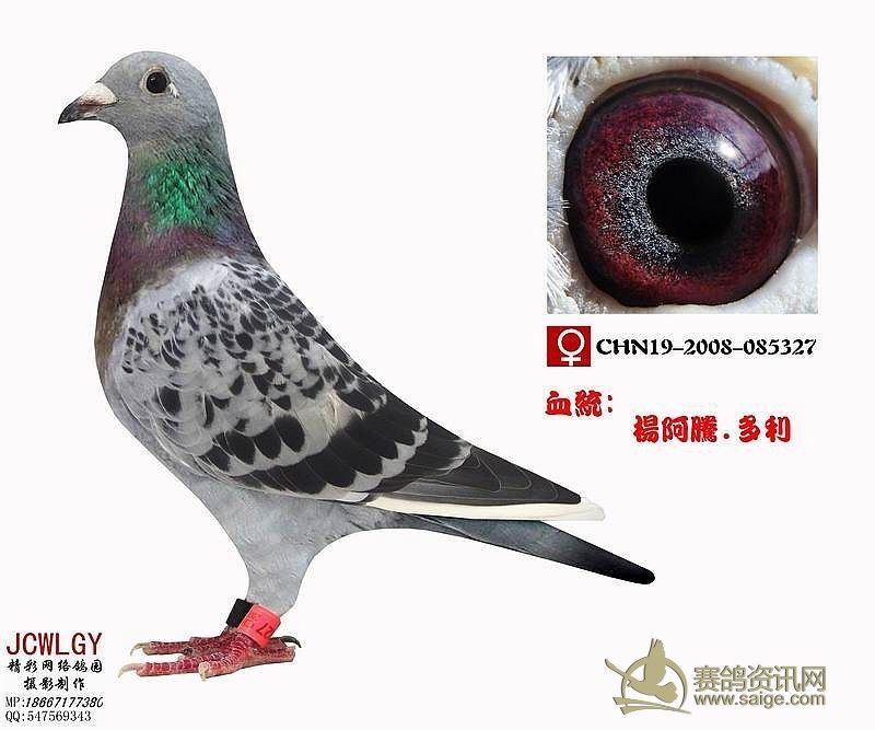 杨阿腾多利己售广州