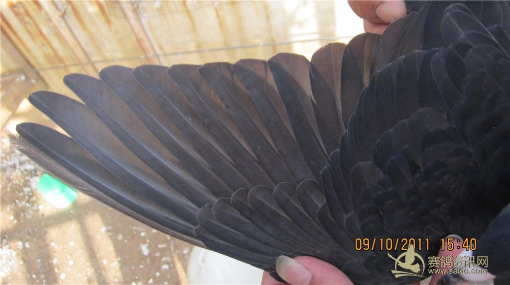 2011=---广东 黑鸽子_赛鸽资讯网商城