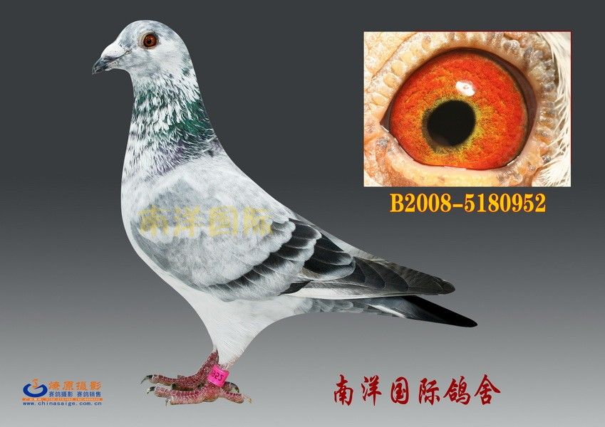 ԭ-952