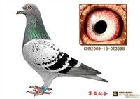 ��Ӯ398