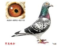 ��Ӯ������