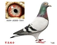 ��Ӯ���Ǻ�