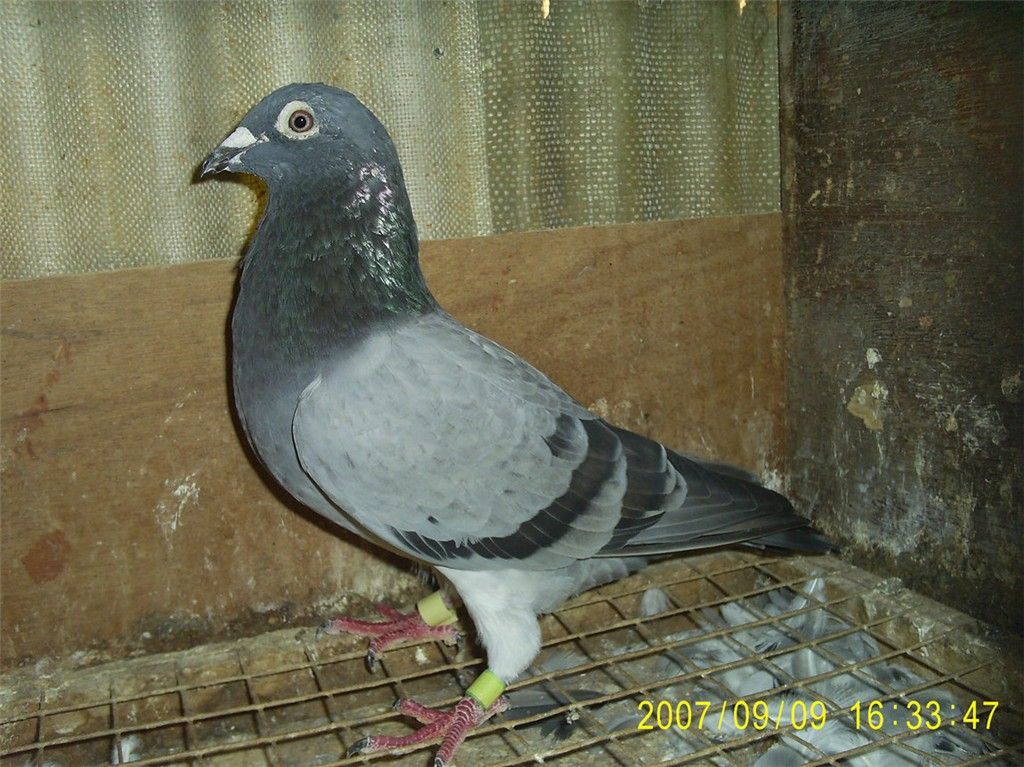 Ұߺù(ѳ