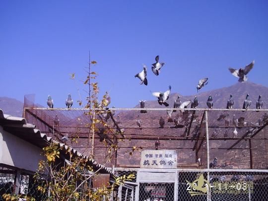 立冬天转晴 集鸽战三百 - 中国信鸽网