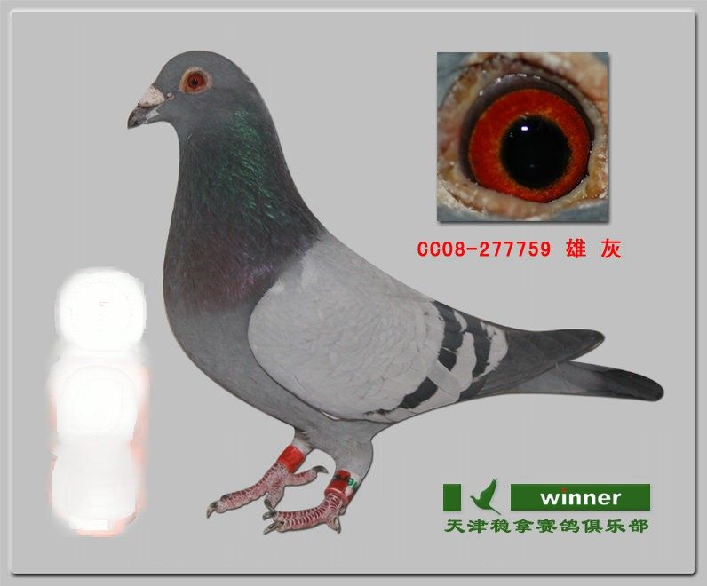 óƷ಻С13ָ룩