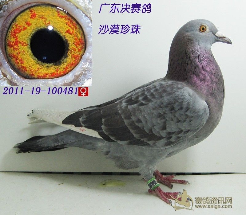 广东石板白条珍珠眼700公里赛鸽_赛鸽资讯网