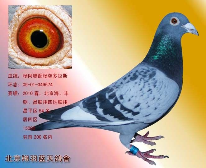 杨龚多拉斯