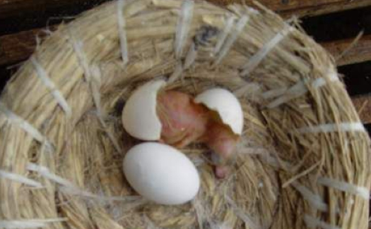 鸽蛋孵化过程图