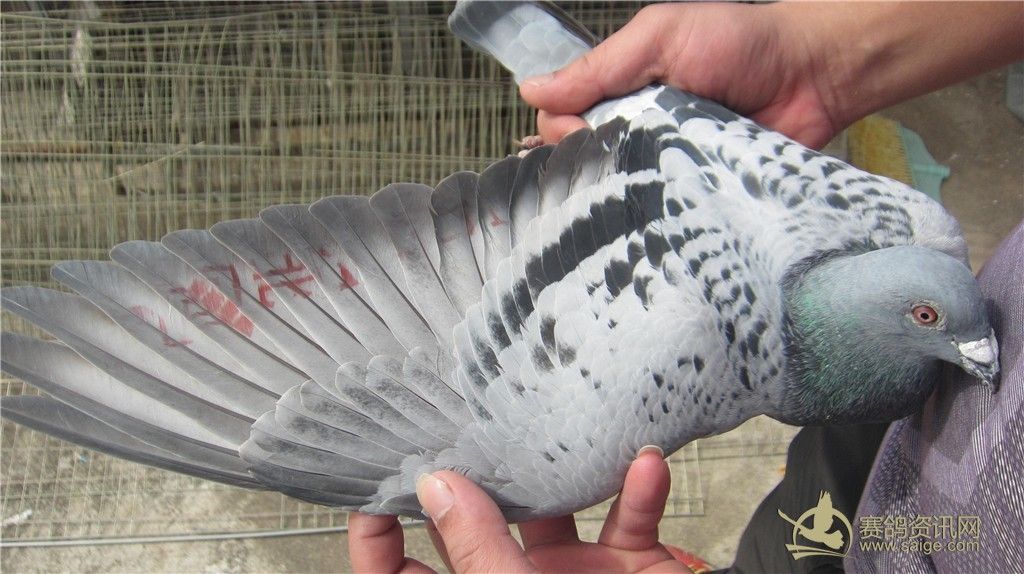 上海一千公里内有什么地方比较适合公司去旅游